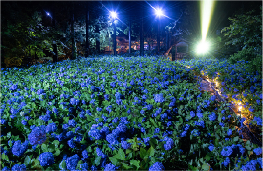 ライトアップイベントイメージ